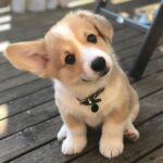 Corgi for sale