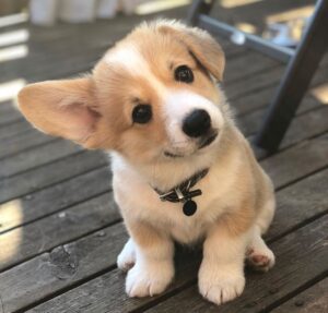 Corgi for sale