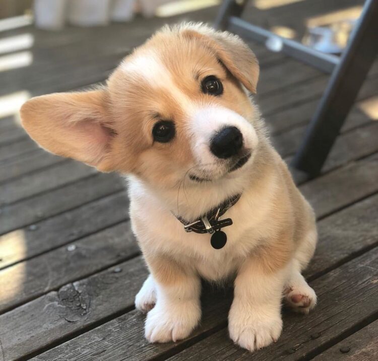 Corgi for sale
