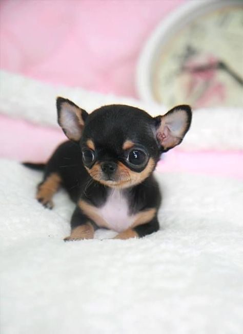Chihuahua Puppies for sale near me