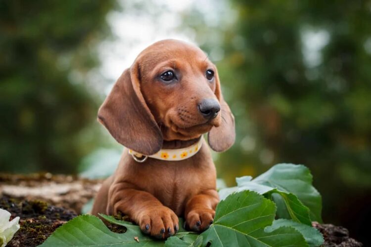 Vaccinated Dachshund Liver Colour Puppy for sale in Delhi