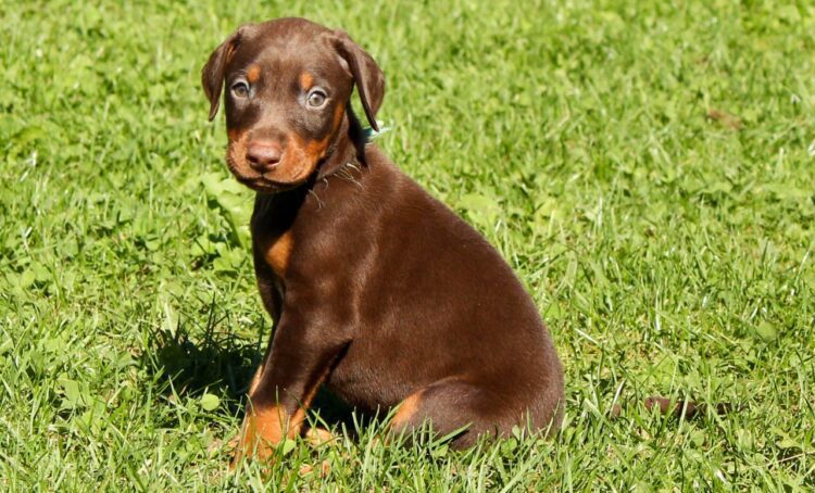 Doberman pinscher for sale- vaccinated