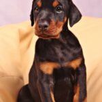 Elegant Doberman Pinscher for sale