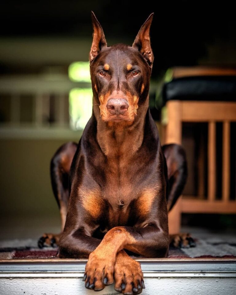 buy Doberman pinscher in delhi, india