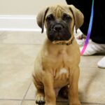 English Mastiff Puppies For Sale