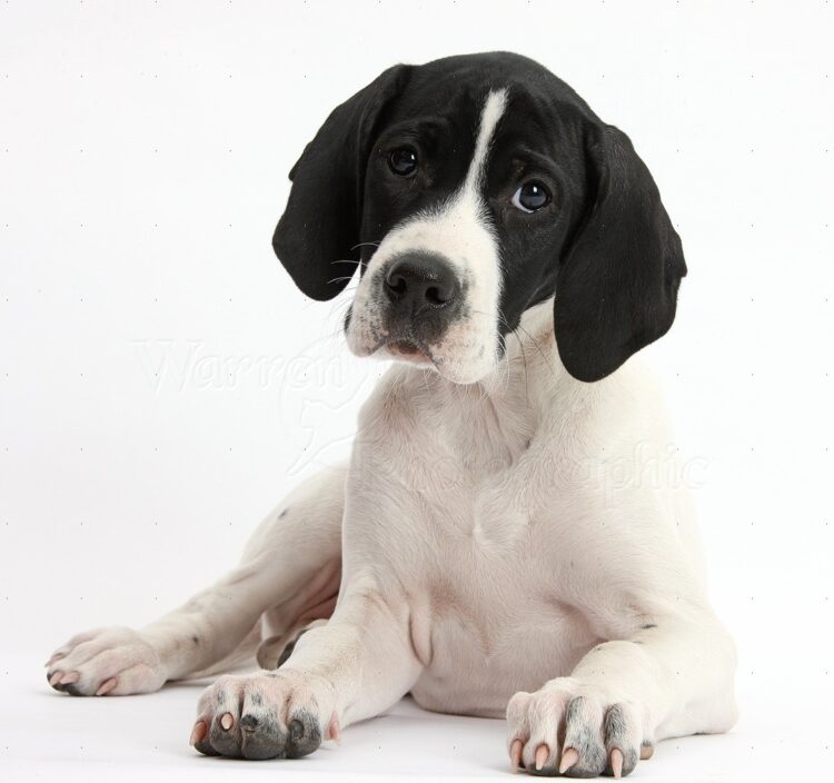 English Pointer Puppies For Sale
