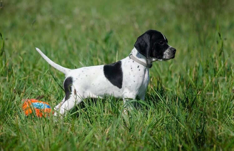 English Pointer Puppies For Sale