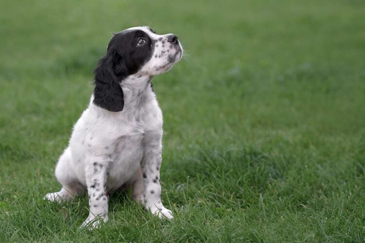 English Setter Puppies For Sale