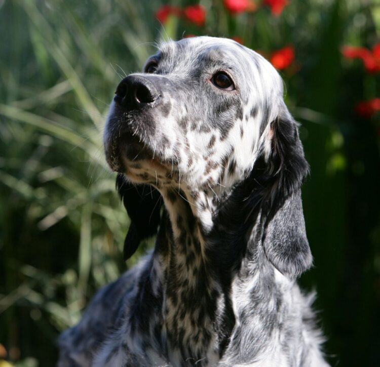 English Setter Puppies For Sale
