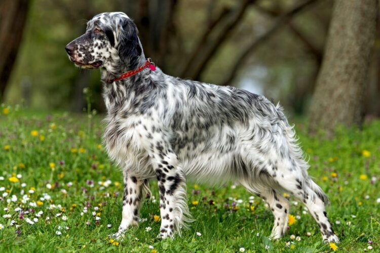 English Setter Puppies For Sale