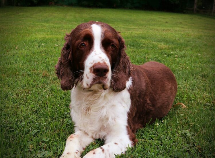 English Springer Spaniel Puppies for sale near me- vaccinated