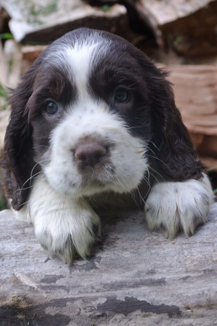 Buy English Springer Spaniel Puppies in Delhi, India