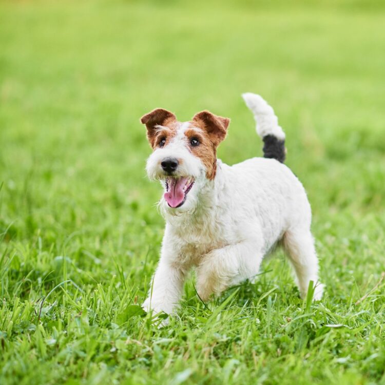 Fox Terrier Puppies For Sale