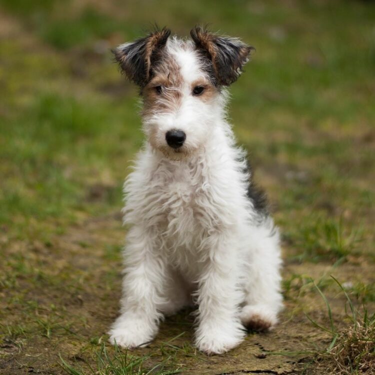 Fox Terrier Puppies For Sale