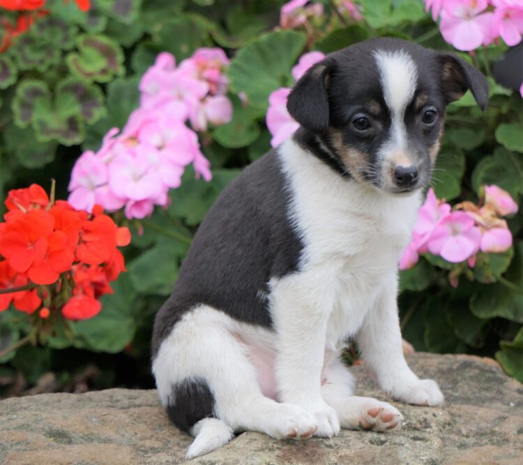 Fox Terrier Puppies For Sale