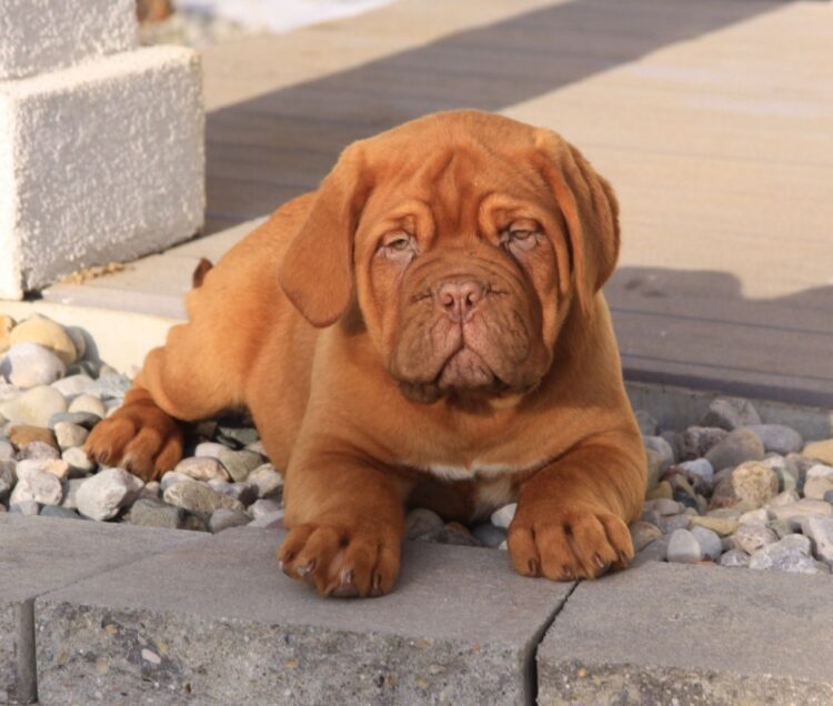 French Mastiff