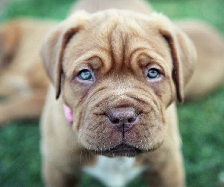 French Mastiff