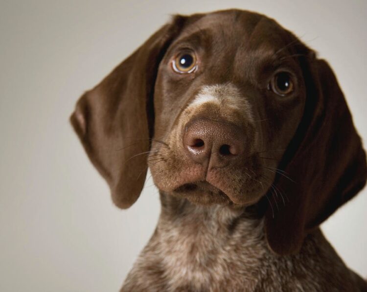 German Shorthaired Pointer Puppies For Sale in Delhi