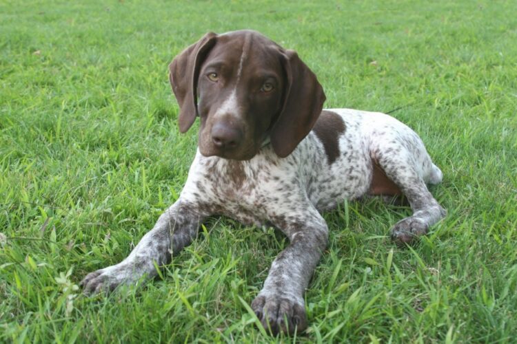 Registered German Shorthaired Pointer for sale in Delhi