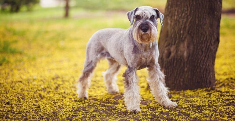 Miniature Schnauzer