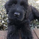 Giant Schnauzer Puppies For Sale