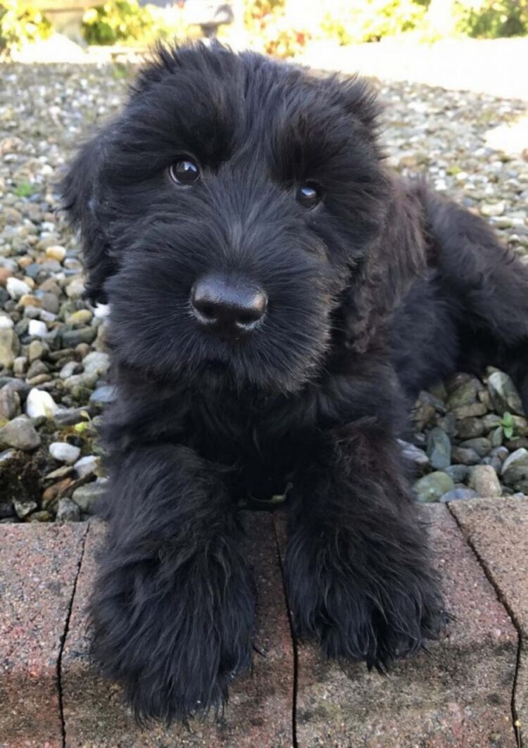 Giant Schnauzer Puppies For Sale