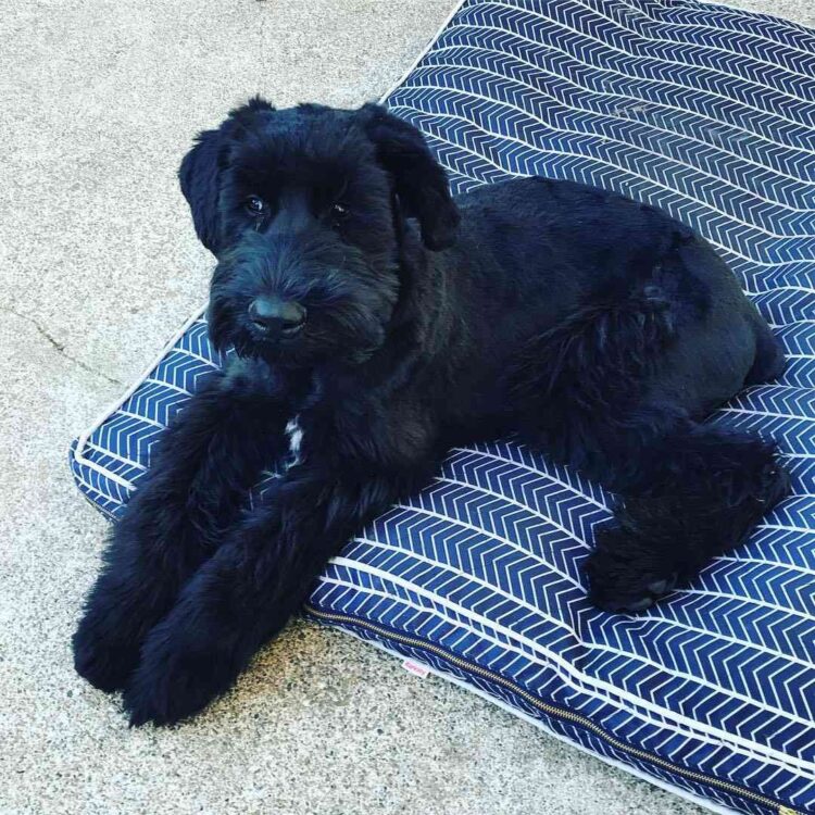 Miniature Schnauzer