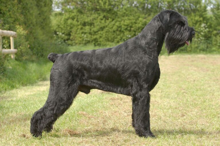 order Giant Schnauzer Puppies online