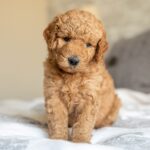 Adorable Goldendoodle puppies for sale