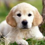Golden Retriever Puppies For Sale in Delhi, India