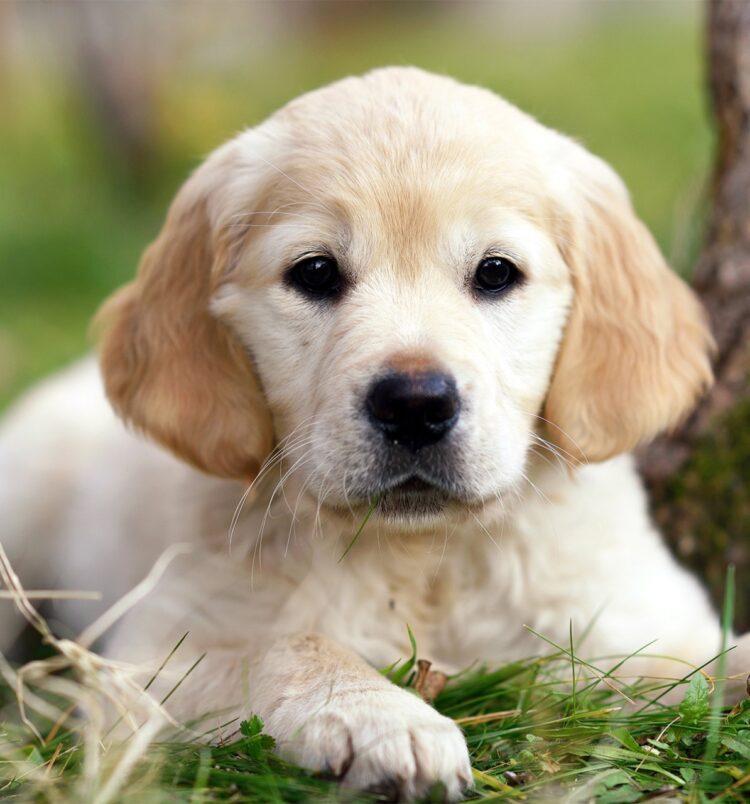 Golden Retriever Puppies For Sale in Delhi, India
