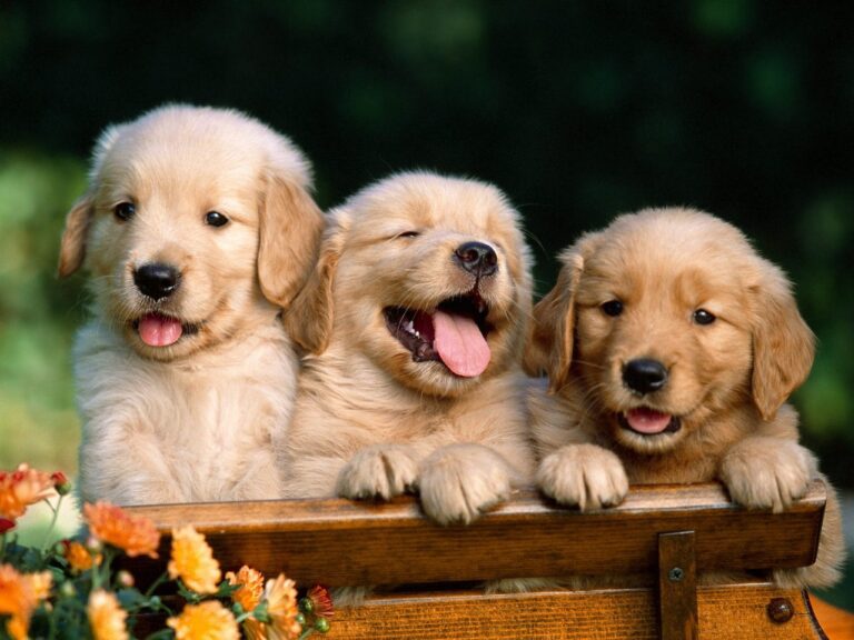 Adorable Golden Retriever Puppies for sale in India