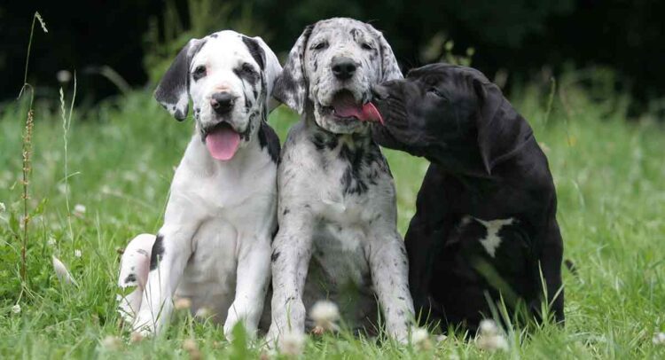 Great Dane