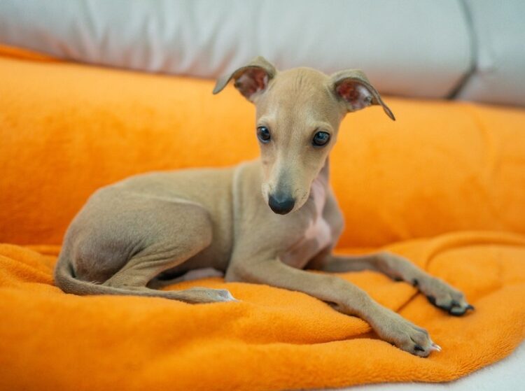 Greyhound Puppies For Sale