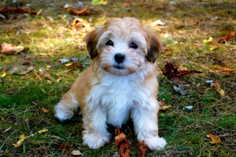 Havanese Puppies in india