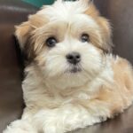 Havanese Puppies For Sale