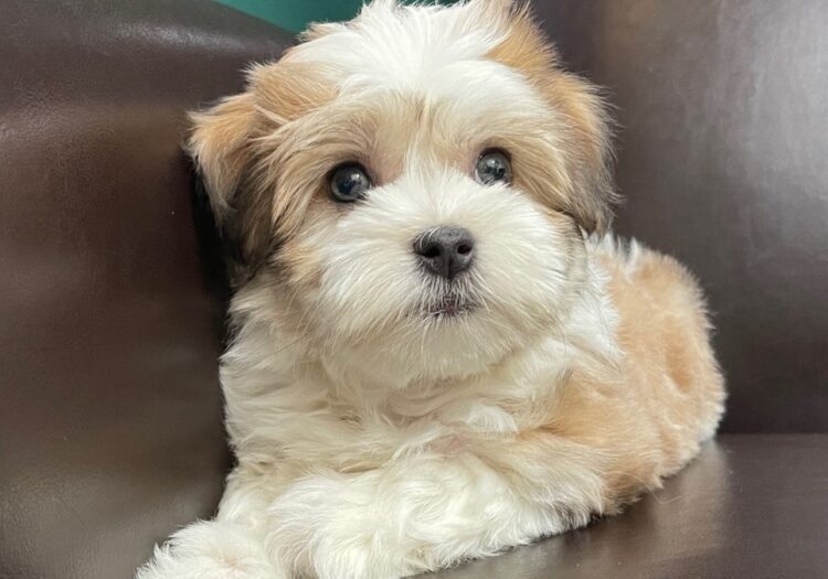 Havanese Puppies For Sale