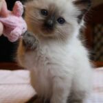 Himalayan Cats/Kitten for sale