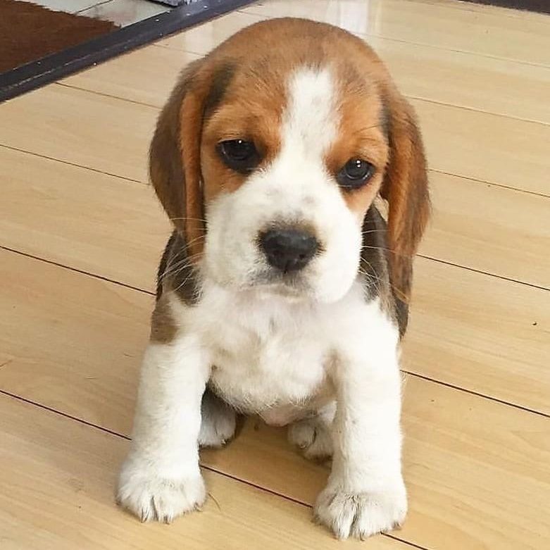 Registered Beagle Puppies for Sale near me in India