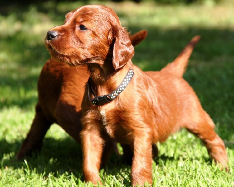 Irish Setter Puppies For Sale