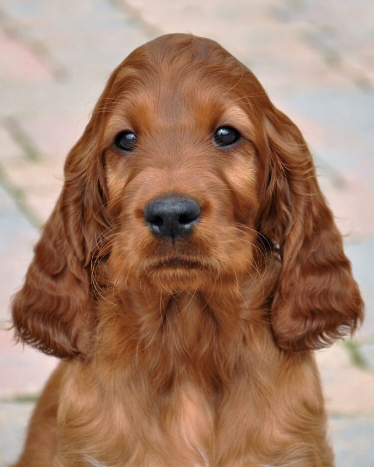 Irish Setter Puppies For Sale