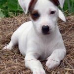 Jack Russell Terrier Rough Coat Puppies For Sale