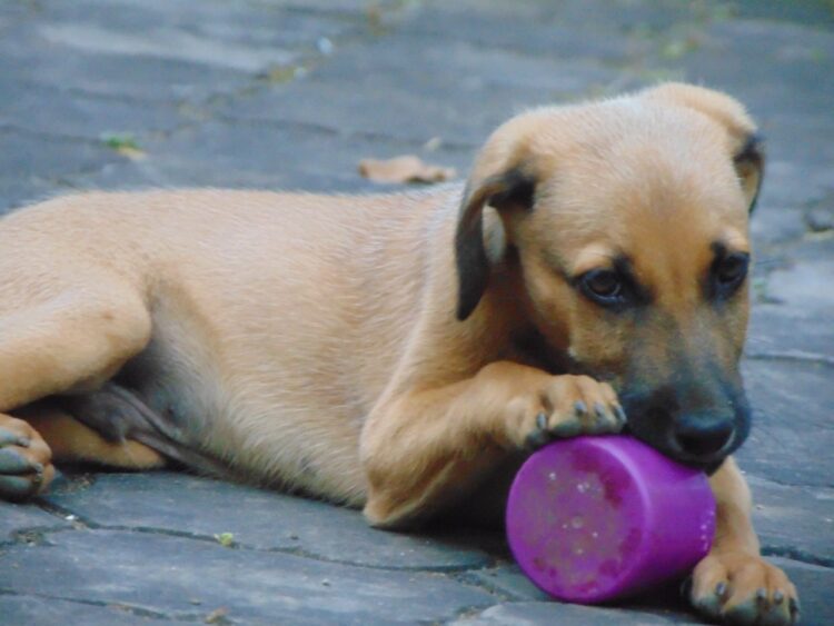 Kombai Puppies For Sale