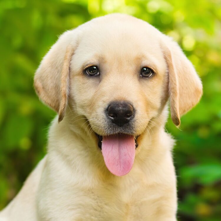 Labrador Retriever Puppies For Sale