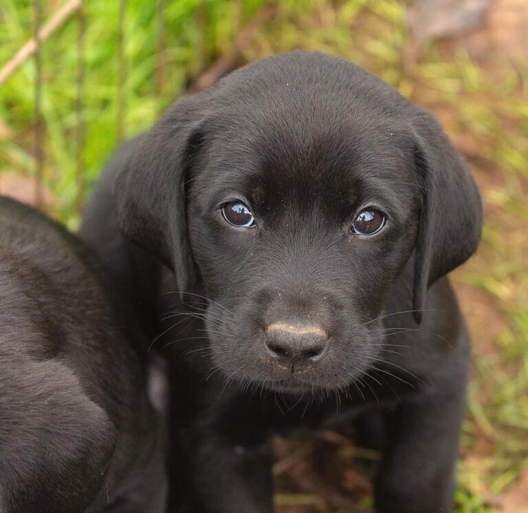 Playful black Labrador puppy with shiny coat