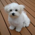 Maltese Puppies For Sale