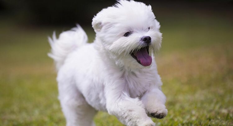 Maltese Puppies in india