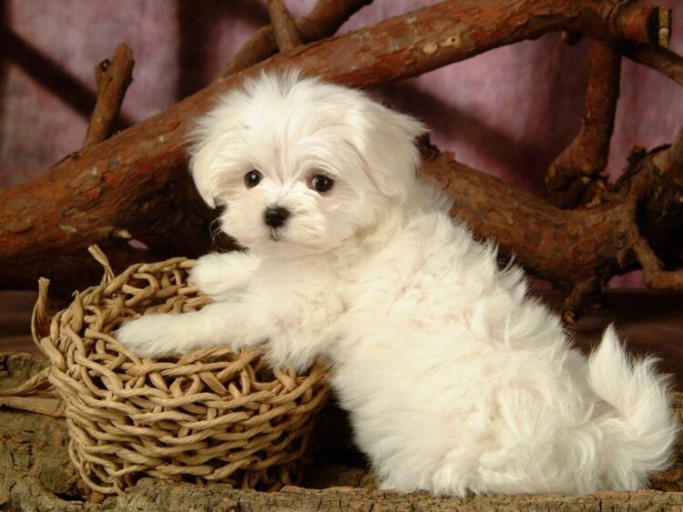 Maltese Puppies in delhi