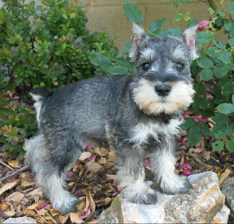 Miniature Schnauzers Puppies For Sale