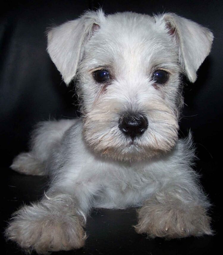 Miniature Schnauzers Puppies For Sale